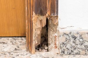Termite Inspections